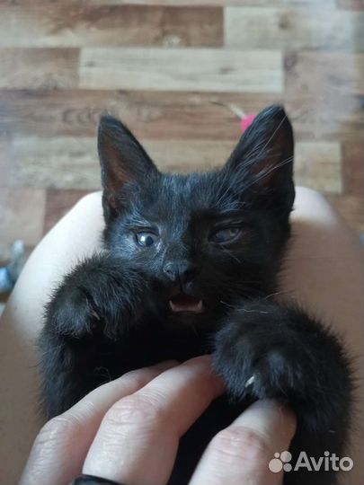 Чёрный Котик с особенностями ищет дом