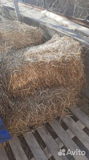 Солома пшеничная