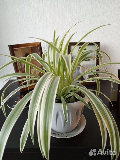 Хлорофитум