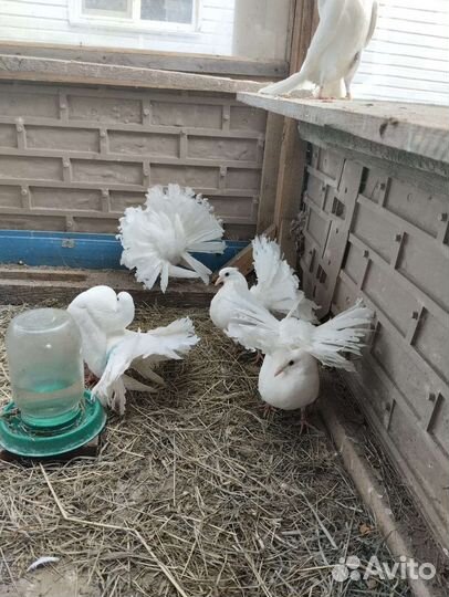 Голуби павлины