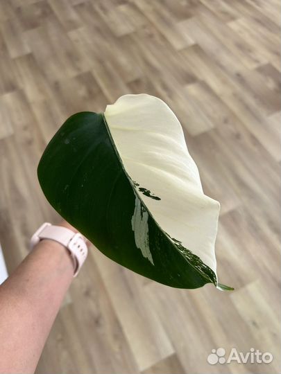 Монстера альба