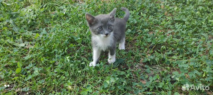 Кошка в дар бесплатно