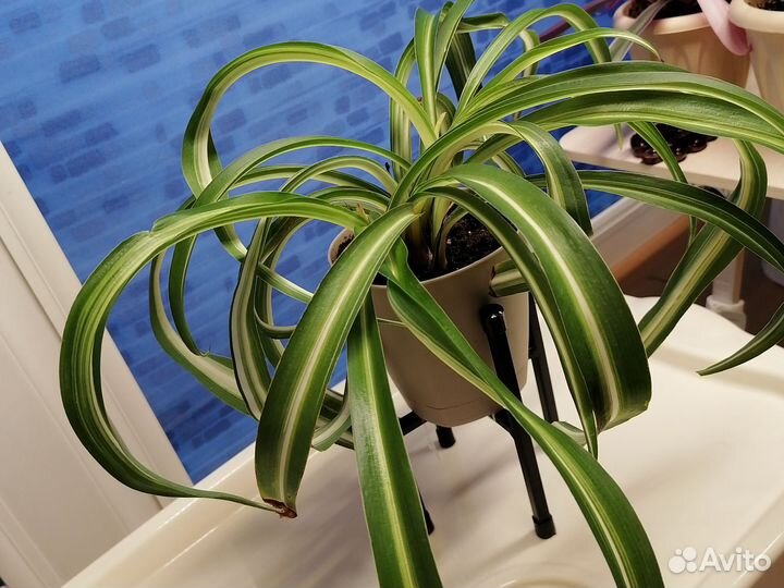 Хлорофитум кудрявый