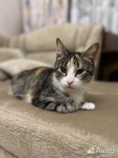 Кошка в добрые руки