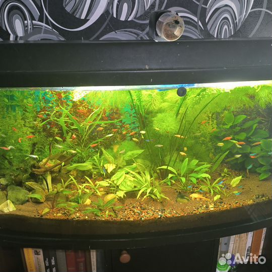 Данио гло фиш