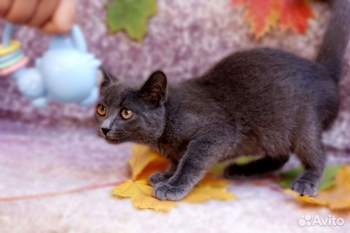 Кошка в дар бесплатно