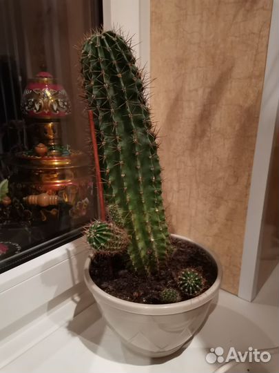 Кактус с детками