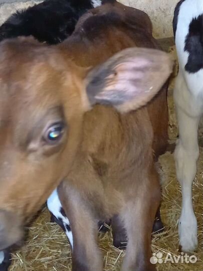 Телята (бычки)