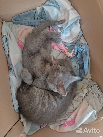 Помощь котятам