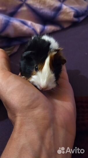 Морская свинка