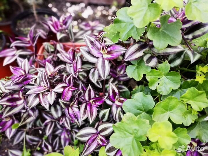 Традесканция Зебрина и не только