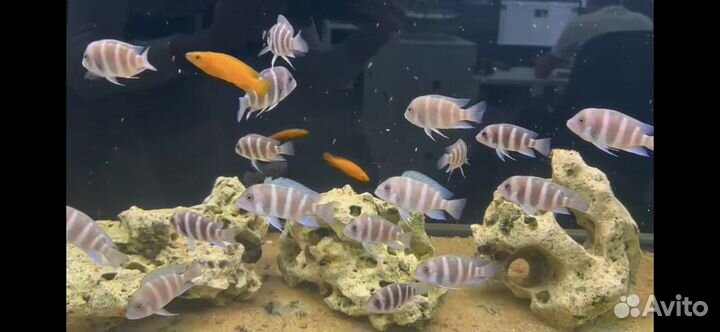 Фронтоза Cyphotilapia frontosa Blue Zair