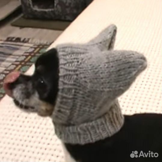 Шапочка для собаки