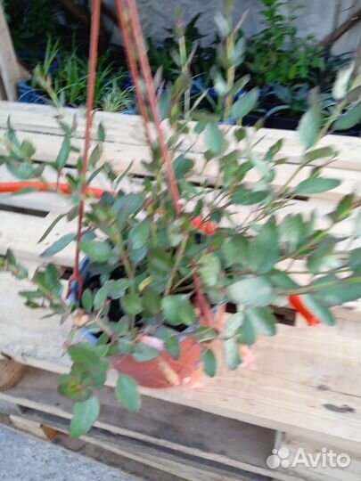 Вербейник, папоротник. Аспарагус, коланхоэ амп