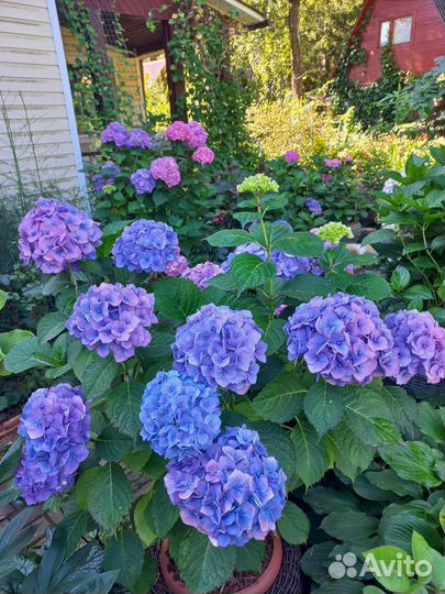 Продажа растений декоративные