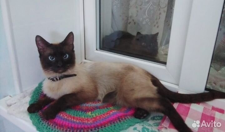 Кот. Очень ласковый