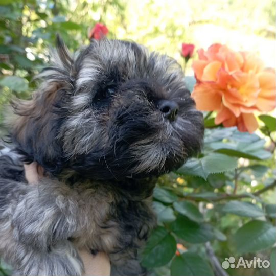 Щенки мальтипу