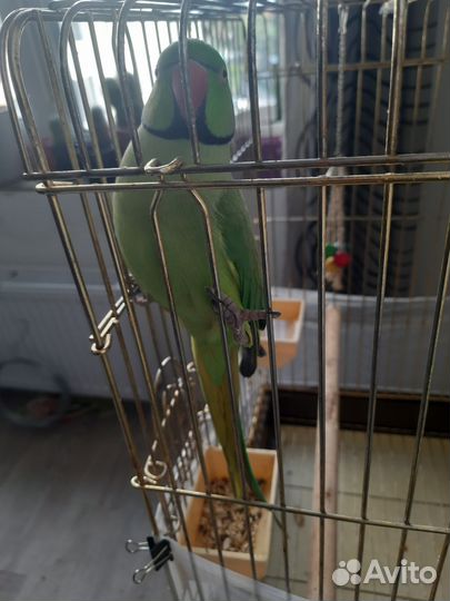 Ожереловый попугай говорящий