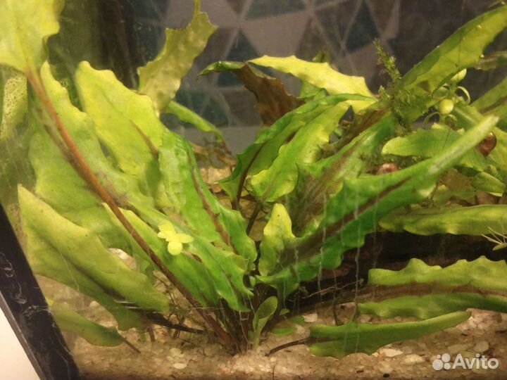 Криптокарина