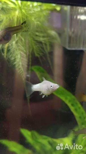 Аквариумные рыбки