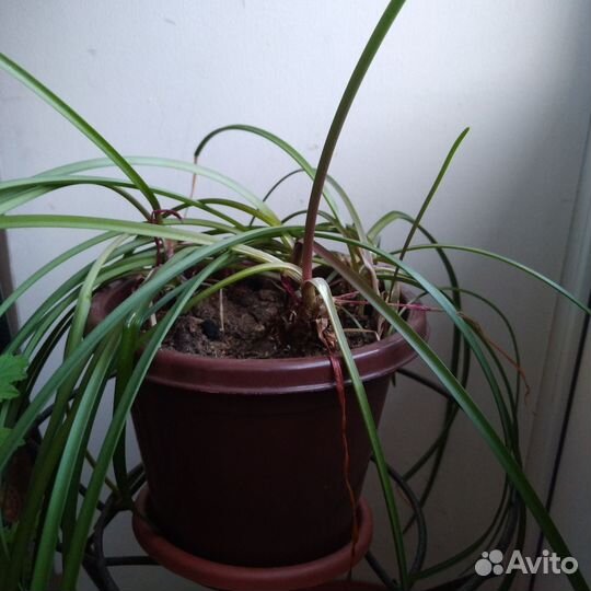 Зеферантес розовый