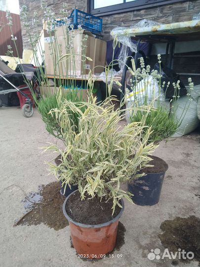 Лаванда Пестролистная,белая,розовая