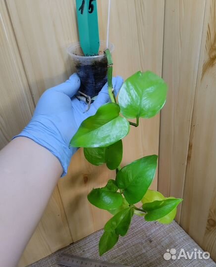 Эпипренумы