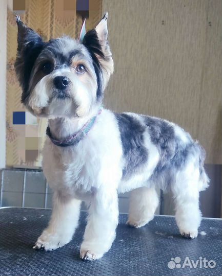 Cтрижка,тримминг(щипка) собак заволга