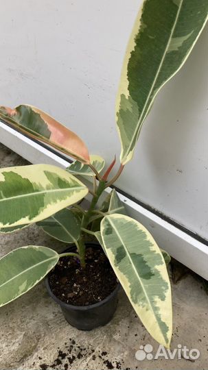 Фикус дошери