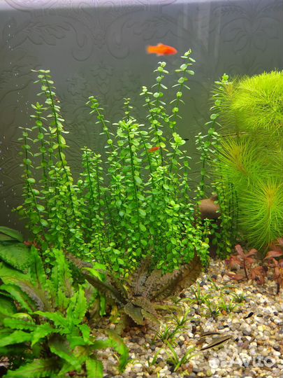 Расстения для аквариума