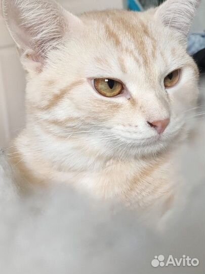 Кот вязка