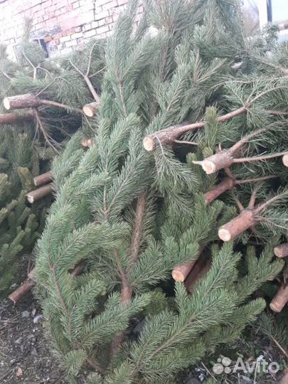 Сосна, ель, пихта, лапник