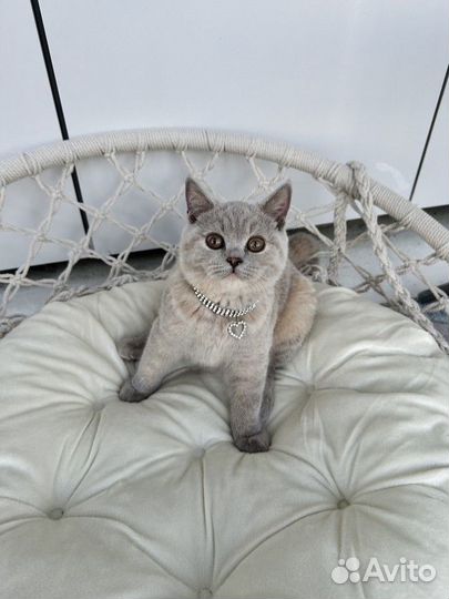 Британские котята