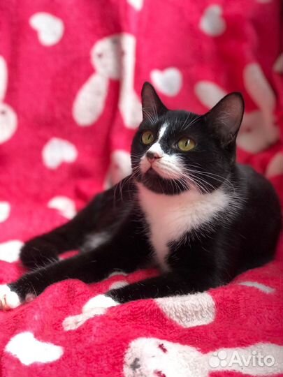 Дюма кошечка подросток