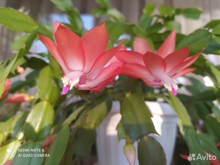 Декабрист шлюмбергера сортовые