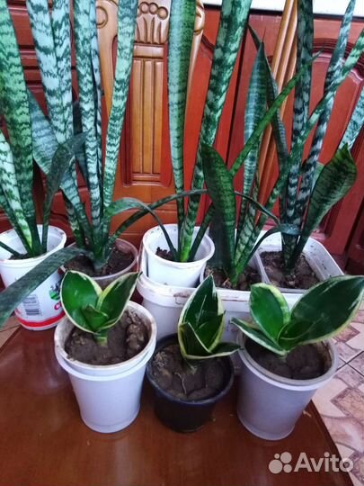 Сансевиерия