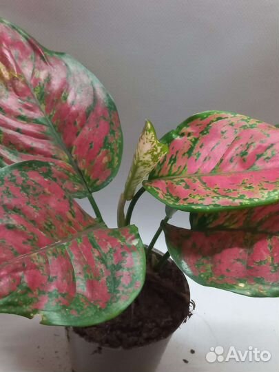 Аглаонема споттед стар