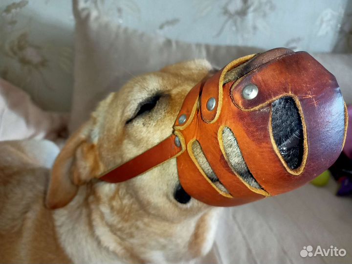 Кожаный намордник