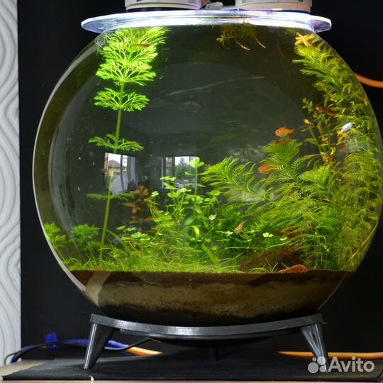 Аквариум, который не нужно чистить