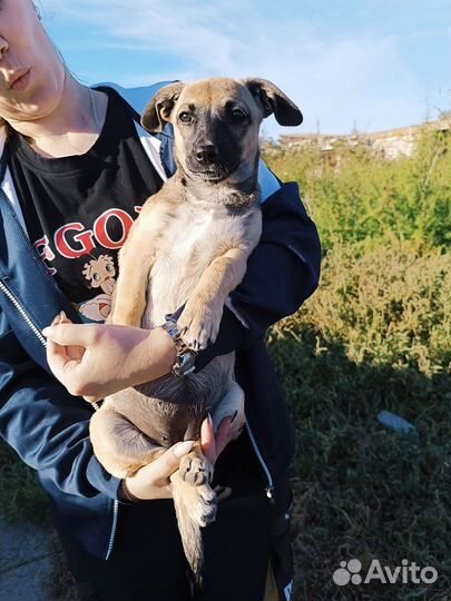 Маленькая собачка Айза в добрые руки бесплатно