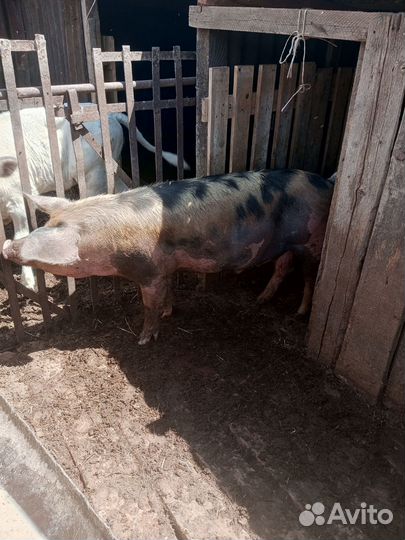 Хряк на племя