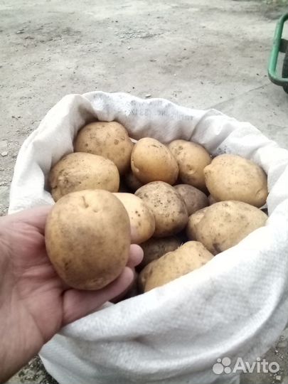 Отборный картофель на еду и семена сантэ