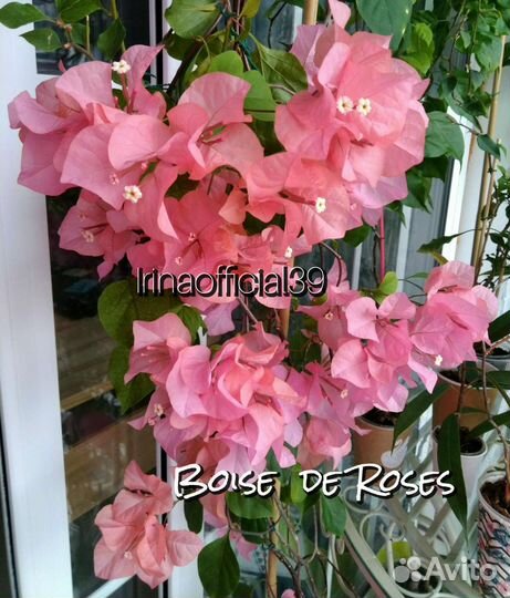 Бугенвиллии в Калининграде