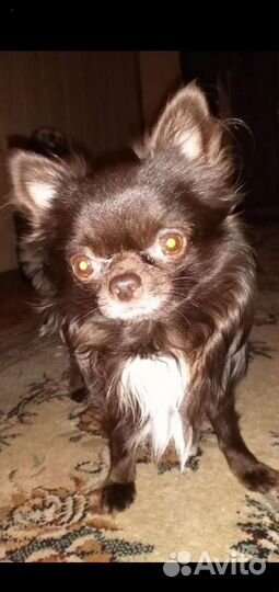 Чихуа хуа на вязку