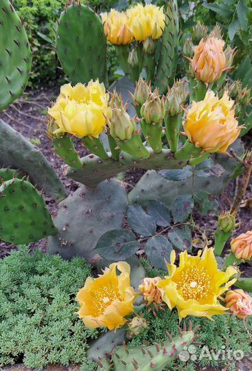 Кактус опунция уличная