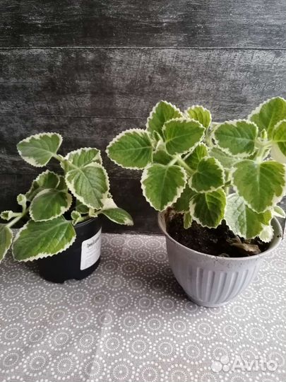 Плекрантусы, базилик многолетний, традесканция