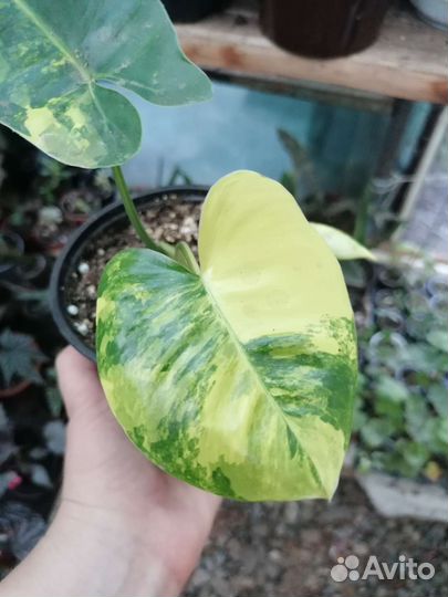 Филодендрон Бурле макс вариегатный, монстера косая
