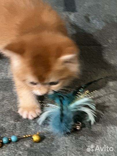 Британские котята золотая шиншилла