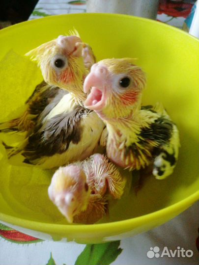 Попугай корелла птенец