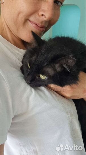 Кошка-мечта лучшему человеку